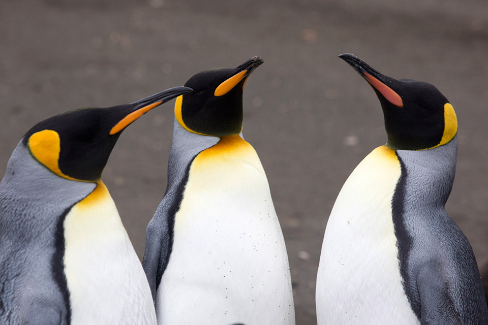 King Penguin (Aptenodytes patagonicus)